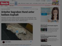 Bild zum Artikel: Nahe dem Taj Mahal: Arbeiter begraben Hund unter heißem Asphalt