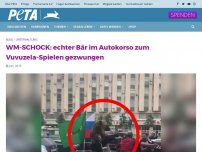 Bild zum Artikel: WM-SCHOCK: Echter Bär im Autokorso zum Vuvuzela spielen gezwungen