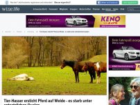 Bild zum Artikel: Tier-Hasser ersticht Pferd auf Weide - es starb unter entsetzlichen Qualen