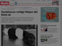 Bild zum Artikel: Verstümmelt in Wald gefunden: Hundehasser schlägt Welpen alle Beine ab