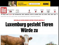 Bild zum Artikel: Neues Gesetzt - Luxemburg gesteht Tieren Würde zu