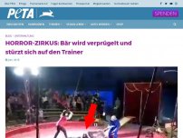 Bild zum Artikel: HORROR-ZIRKUS: Bär wird verprügelt und stürzt sich auf den Trainer