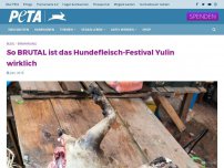 Bild zum Artikel: So BRUTAL ist das Hundefleisch-Festival Yulin wirklich
