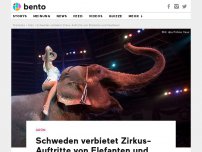 Bild zum Artikel: Schweden verbietet Zirkus-Auftritte von Elefanten und Seelöwen