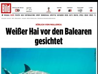 Bild zum Artikel: Erstmals in 30 Jahren - Weißer Hai vor den Balearen gesichtet
