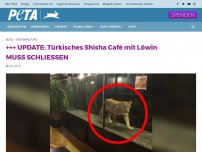 Bild zum Artikel: UNFASSBAR: Türkisches Shisha Café stellt Löwin in Glaskasten aus