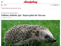 Bild zum Artikel: Dramatisches Artensterben: Feldhase, Rebhuhn, Igel - Bayern gehen die Tiere aus