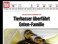 Bild zum Artikel: Polizei sucht silbernen Van - Tierhasser überfährt Enten-Familie