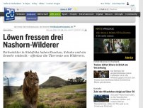 Bild zum Artikel: Südafrika: Löwen fressen drei Nashorn-Wilderer