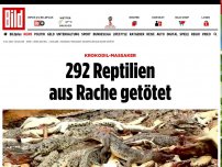 Bild zum Artikel: Krokodil-Massaker - 292 Reptilien aus Rache getötet