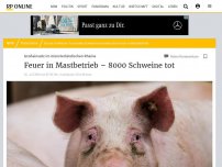 Bild zum Artikel: Großeinsatz im münsterländischen Rheine: Feuer in Mastbetrieb – 8000 Schweine tot