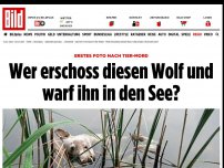 Bild zum Artikel: 1. Foto nach Tier-Mord - Wer erschoss diesen Wolf und schmiss ihn in den See?