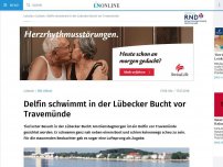Bild zum Artikel: Delfin schwimmt in der Lübecker Bucht vor Travemünde