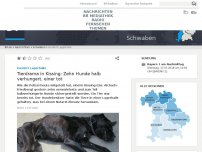 Bild zum Artikel: Fundort Lagerhalle: Tierdrama in Friedberg: 10 Hunde halb verhungert, einer tot