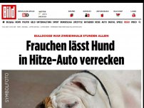 Bild zum Artikel: BULLDOGGE WAR STUNDENlang ALLEIN - Frauchen lässt Hund in Hitze-Auto verrecken