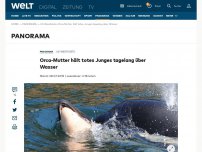 Bild zum Artikel: Orca-Mutter hält totes Junges tagelang über Wasseroberfläche