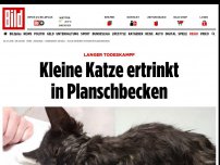 Bild zum Artikel: Langer Todeskampf - Kleine Katze ertrinkt in Planschbecken