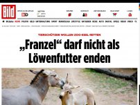 Bild zum Artikel: Esel-Drama im Zoo - „Franzel“ darf nicht als Löwenfutter enden