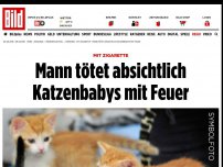 Bild zum Artikel: Feuer mit Zigarette gelegt - Mann tötet Katzenbabys