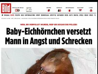Bild zum Artikel: Kurioser Polizeieinsatz - Baby-Eichhörnchen verfolgt Mann in Karlsruhe