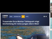 Bild zum Artikel: Trauernde Orca-Mutter Tahlequah trägt wochenlang ihr totes Junges übers Meer