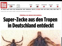 Bild zum Artikel: Sie kommt aus den Tropen - Neue Super-Zecke in Deutschland entdeckt