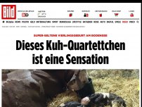 Bild zum Artikel: Seltenheit - Vierlings Kälber-Geburt am Bodensee