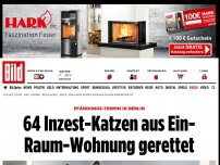 Bild zum Artikel: Pfändung in Berlin - 64 Inzest-Katzen aus Einzimmerwohnung gerettet