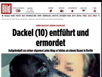 Bild zum Artikel: Brutaler Tierquäler - Hund in Berlin entführt und an Baum erhängt