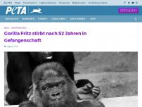 Bild zum Artikel: Gorilla Fritz stirbt nach 52 Jahren in Gefangenschaft