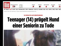 Bild zum Artikel: 18 Monate auf Bewährung - Teenager prügelt Hund einer Seniorin zu Tode