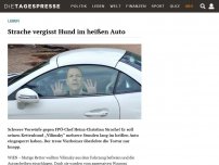 Bild zum Artikel: Strache vergisst Hund im heißen Auto