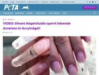 Bild zum Artikel: VIDEO: Dieses Nagelstudio sperrt lebende Ameisen in Acrylnägel!