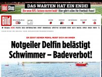 Bild zum Artikel: Reibt sich an Schwimmern - Wegen notgeilem Delfin – Badeverbot in Frankreich