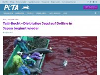 Bild zum Artikel: Taiji-Bucht – Die blutige Jagd auf Delfine in Japan beginnt wieder