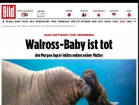 Bild zum Artikel: Alle Hoffnung war vergebens - Walross-Baby ist tot