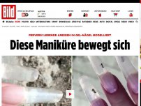 Bild zum Artikel: Ameisen in GElnägeln - Diese Maniküre bewegt sich