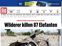 Bild zum Artikel: Botswana - Wilderer killen 87 Elefanten
