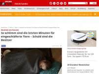 Bild zum Artikel: Abschied vom Haustier - Tierarzt verrät: So schlimm sind die letzten Minuten für eingeschläferte Tiere – Schuld sind die Besitzer