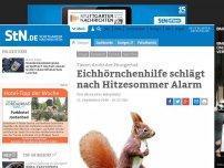 Bild zum Artikel: Tieren droht der Hungertod: Eichhörnchenhilfe schlägt nach Hitzesommer Alarm