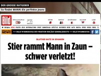 Bild zum Artikel: Blutige Hatz in Spanien - Stier rammt Mann in Zaun – schwer verletzt!