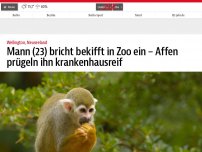 Bild zum Artikel: Mann (23) bricht bekifft in Zoo ein – Affen prügeln ihn krankenhausreif