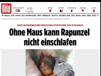 Bild zum Artikel: Eichhörnchen müssen kuscheln - Ohne Maus kann Rapunzel nicht einschlafen