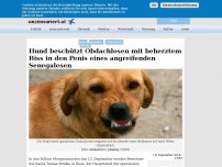 Bild zum Artikel: Hund beschützt Obdachlosen mit beherztem Biss in den Penis eines angreifenden Senegalesen