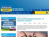 Bild zum Artikel: Die Hauswinkelspinne kommt - so haltet ihr sie fern!