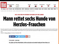 Bild zum Artikel: Sie jaulten im Wasser um ihr Leben - Mann rettet sechs Hunde von Herzlos-Frauchen