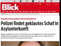 Bild zum Artikel: Es gehörte dem Aargauer Bauernpräsidenten: Polizei findet geklautes Schaf in Asylunterkunft