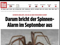 Bild zum Artikel: Mehr Spinnen im September? - Nein! Wir sehen sie nur erst im Herbst richtig