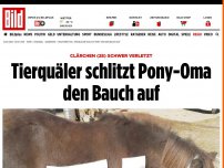 Bild zum Artikel: Clärchen (28) schwer verletzt - Tierquäler schlitzt Pony-Oma den Bauch auf