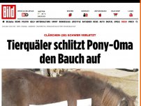 Bild zum Artikel: Clärchen (28) schwer verletzt - Tierquäler schlitzt Pony-Oma den Bauch auf